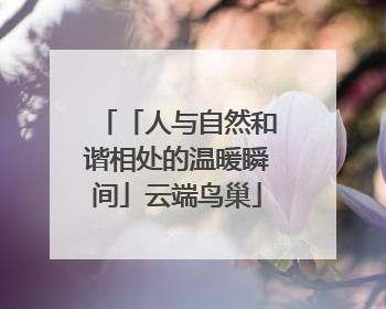 「人与自然和谐相处的温暖瞬间」云端鸟巢