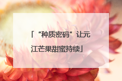 “种质密码”让元江芒果甜蜜持续