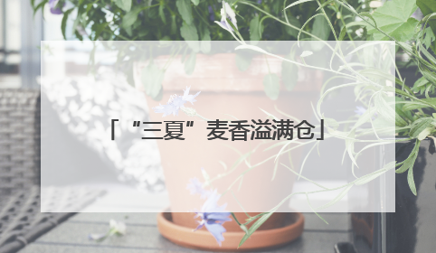 “三夏”麦香溢满仓