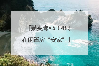 猫头鹰×5！4只在闲置房“安家”