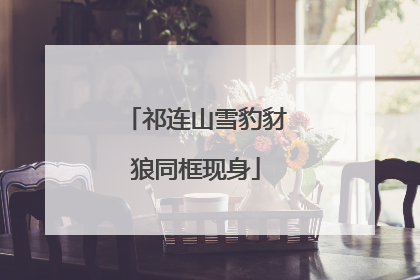 祁连山雪豹豺狼同框现身
