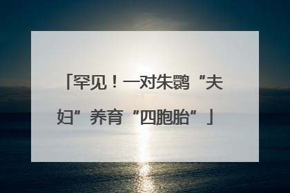 罕见！一对朱鹮“夫妇”养育“四胞胎”