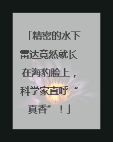 精密的水下雷达竟然就长在海豹脸上，科学家直呼“真香”！