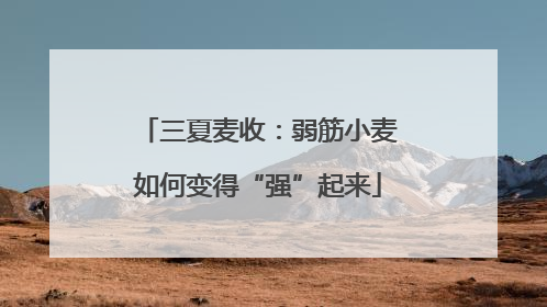 三夏麦收：弱筋小麦如何变得“强”起来