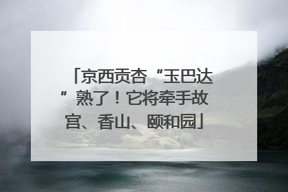 京西贡杏“玉巴达”熟了！它将牵手故宫、香山、颐和园