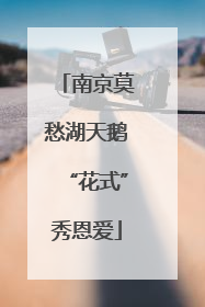 南京莫愁湖天鹅“花式”秀恩爱