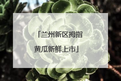 兰州新区拇指黄瓜新鲜上市
