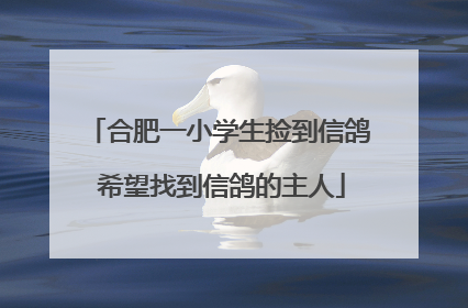 合肥一小学生捡到信鸽 希望找到信鸽的主人