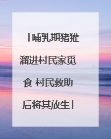 哺乳期猪獾溜进村民家觅食 村民救助后将其放生