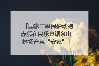 国家二级保护动物赤狐在民乐县锯条山林场产崽“安家”