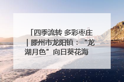 四季流转 多彩枣庄｜滕州市龙阳镇：“龙湖月色”向日葵花海 绘就乡村振兴新画卷
