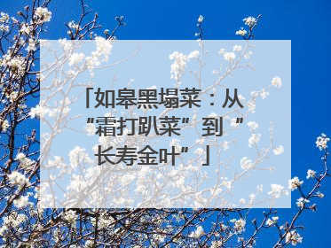 如皋黑塌菜：从“霜打趴菜”到“长寿金叶”