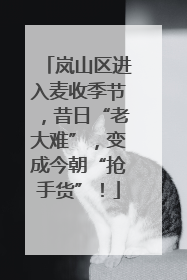 岚山区进入麦收季节，昔日“老大难”，变成今朝“抢手货”！