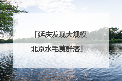 延庆发现大规模北京水毛茛群落