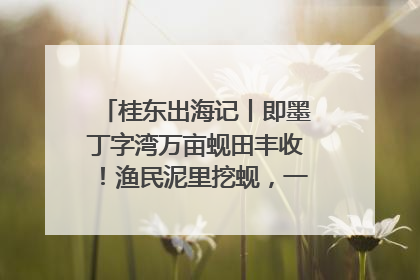 桂东出海记丨即墨丁字湾万亩蚬田丰收！渔民泥里挖蚬，一天上岸过千斤