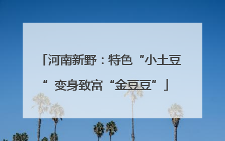 河南新野：特色“小土豆”变身致富“金豆豆”