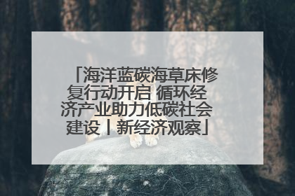 海洋蓝碳海草床修复行动开启 循环经济产业助力低碳社会建设丨新经济观察