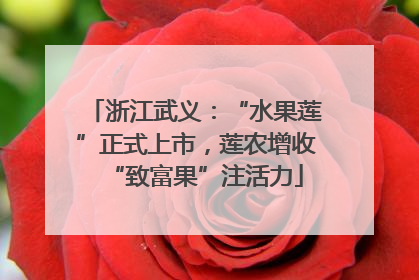 浙江武义：“水果莲”正式上市，莲农增收“致富果”注活力
