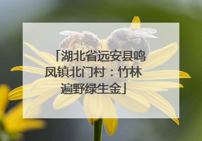 湖北省远安县鸣凤镇北门村：竹林遍野绿生金