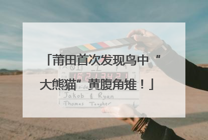 莆田首次发现鸟中“大熊猫”黄腹角雉！