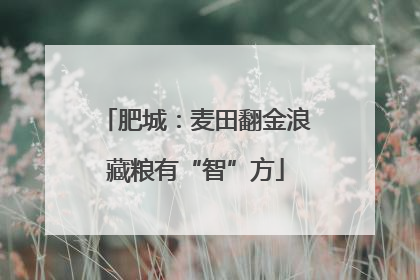 肥城：麦田翻金浪藏粮有“智”方