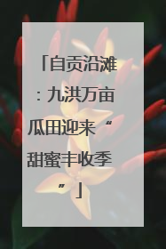 自贡沿滩：九洪万亩瓜田迎来“甜蜜丰收季”