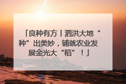 良种有方丨泗洪大地“种”出美妙，铺就农业发展金光大“稻”！