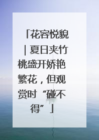 花容悦貌｜夏日夹竹桃盛开娇艳繁花，但观赏时“碰不得”