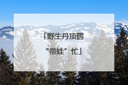 野生丹顶鹤“带娃”忙
