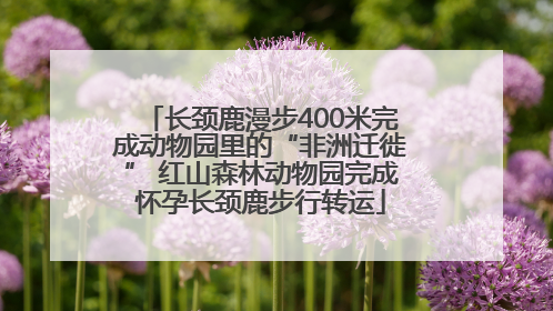 长颈鹿漫步400米完成动物园里的“非洲迁徙” 红山森林动物园完成怀孕长颈鹿步行转运