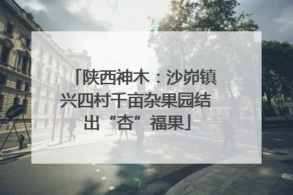 陕西神木：沙峁镇兴四村千亩杂果园结出“杏”福果