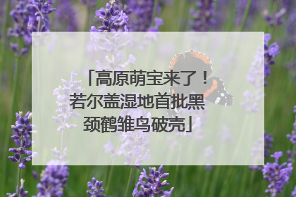 高原萌宝来了！若尔盖湿地首批黑颈鹤雏鸟破壳