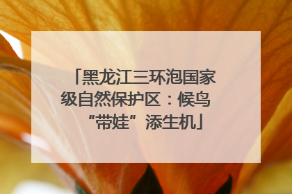 黑龙江三环泡国家级自然保护区：候鸟“带娃”添生机