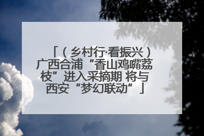 （乡村行·看振兴）广西合浦“香山鸡嘴荔枝”进入采摘期 将与西安“梦幻联动”