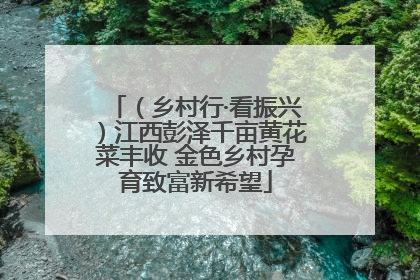 （乡村行·看振兴）江西彭泽千亩黄花菜丰收 金色乡村孕育致富新希望